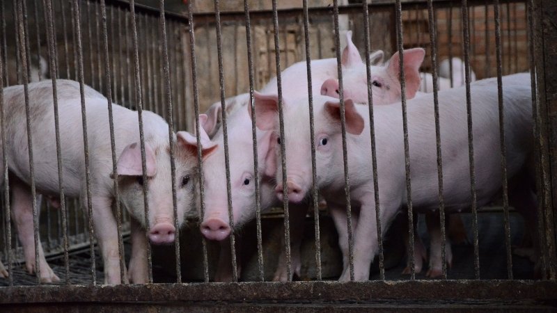 Giá heo hơi hôm nay 19/04/2025 trong nước