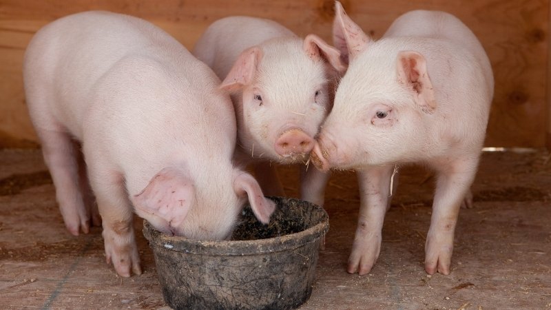 Dự báo và nhận định