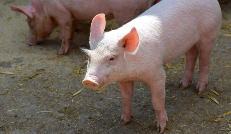 Giá heo hơi hôm nay 19/04/2025: Miền Bắc bất ngờ giảm mạnh
