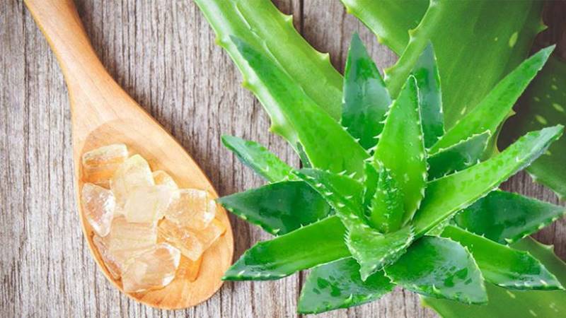 Dưỡng ẩm và làm dịu da với gel nha đam