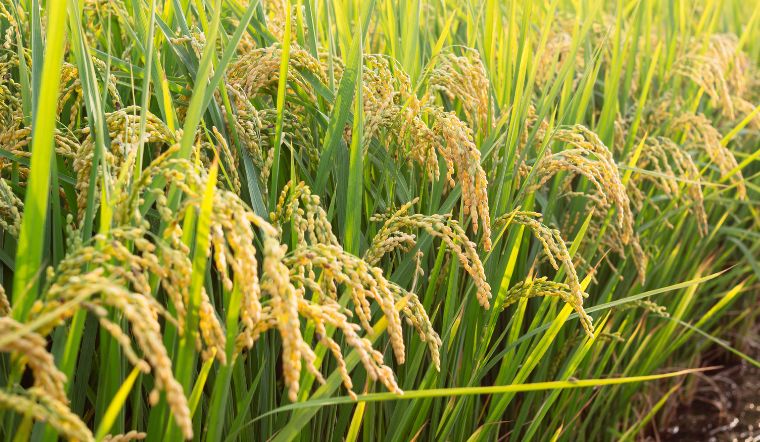 Giá lúa gạo hôm nay 21/4/2025: Biến động nhẹ