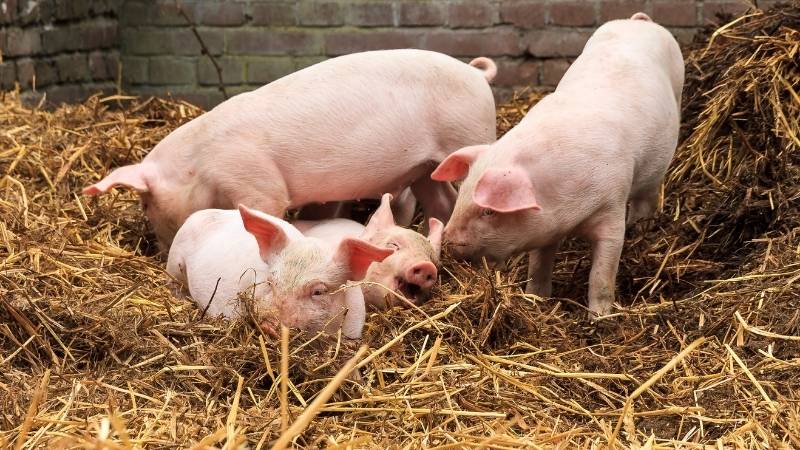Dự báo và nhận định Dự báo và nhận định
