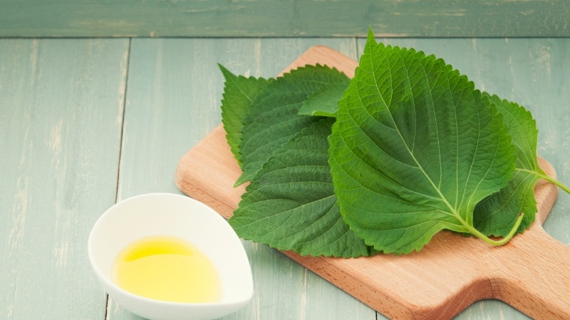Lưu ý và cảnh báo khi sử dụng lá tía tô