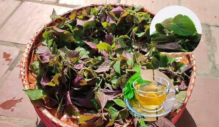 Uống lá tía tô có tác dụng gì? Công dụng tuyệt vời của lá tía tô