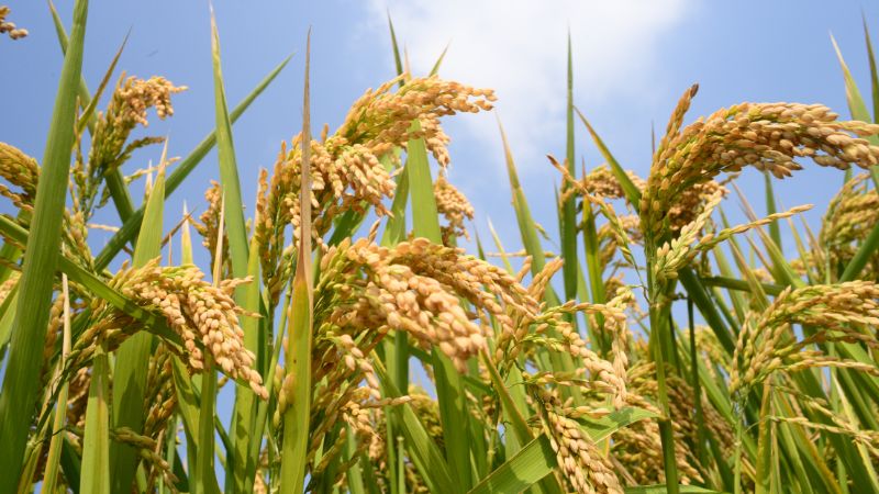 Giá gạo xuất khẩu