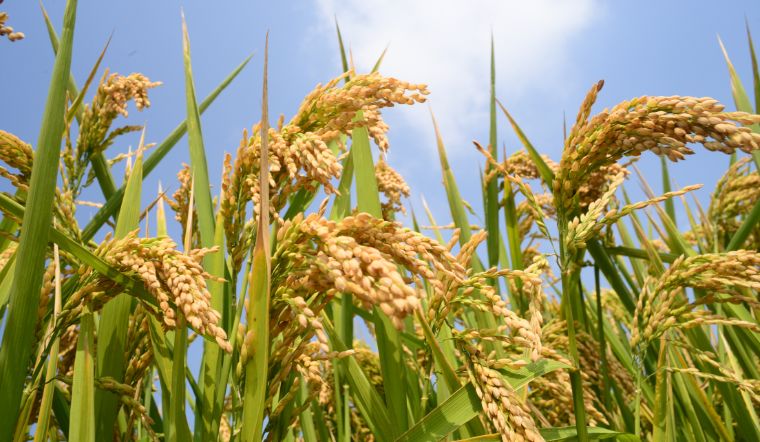 Giá lúa gạo hôm nay 22/4/2025: Tăng giảm trái chiều