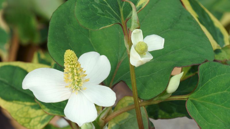Câu hỏi thường gặp về rau diếp cá