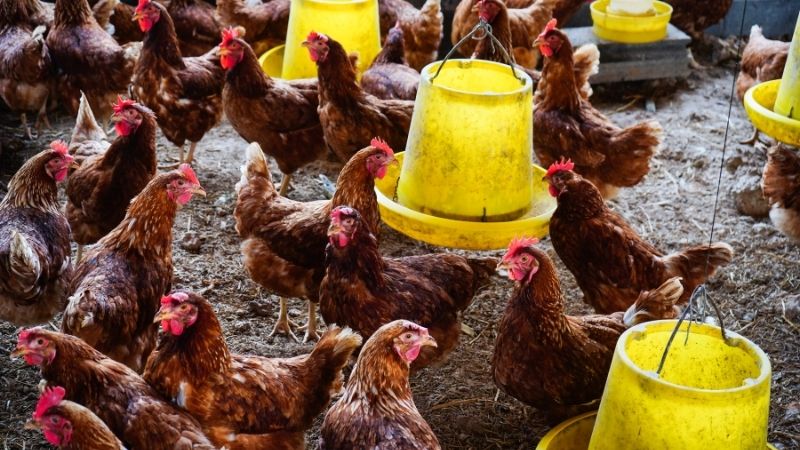 Yếu tố ảnh hưởng Yếu tố ảnh hưởng