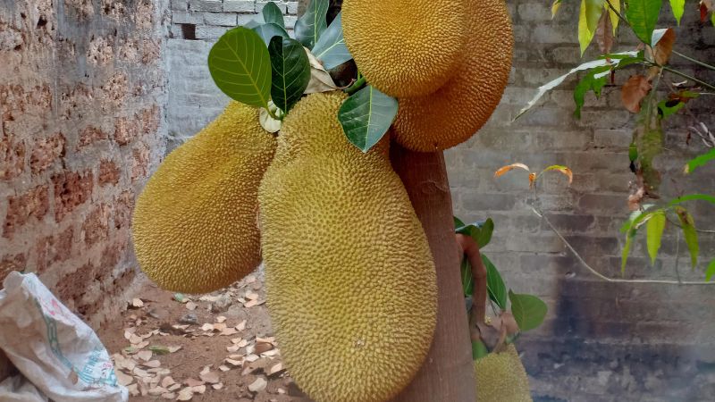 Trái mít Thái to nhất bao nhiêu kg? Trái mít Thái to nhất bao nhiêu kg?
