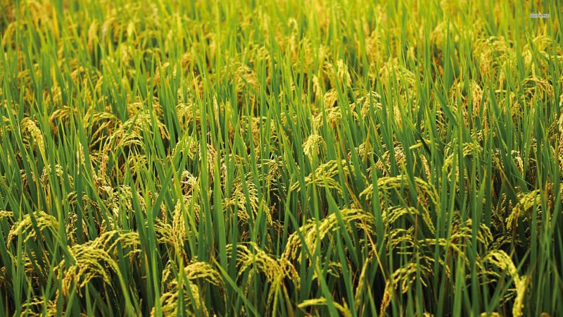 Giá gạo xuất khẩu
