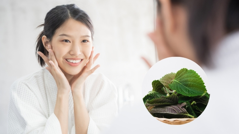 Tía tô kháng viêm, hỗ trợ điều trị mụn trứng cá và làm sáng da Tía tô kháng viêm, hỗ trợ điều trị mụn trứng cá và làm sáng da