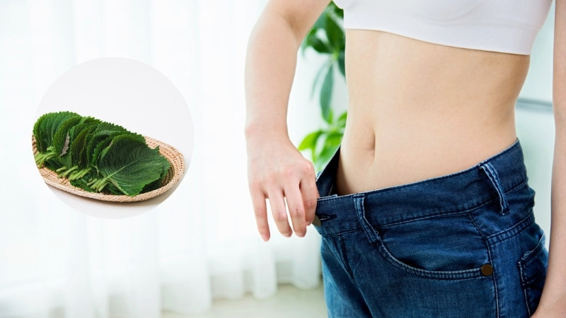 Nước lá tía tô có hàm lượng calo thấp, giàu chất xơ, giúp tạo cảm giác no lâu hơn Nước lá tía tô có hàm lượng calo thấp, giàu chất xơ, giúp tạo cảm giác no lâu hơn