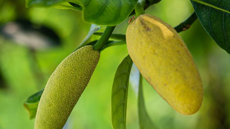 Vì sao mùa mưa mít thối trái nhiều? Vì sao mùa mưa mít thối trái nhiều?
