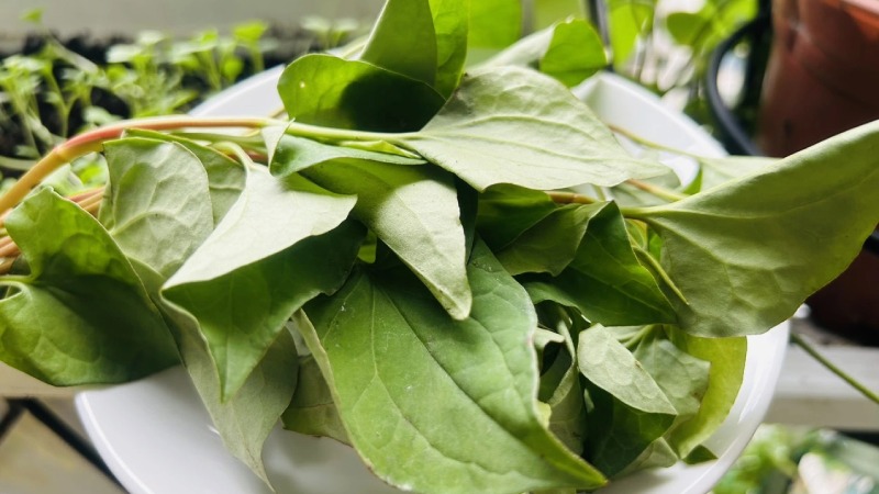 Tác hại của rau diếp cá - Giảm hấp thu dinh dưỡng