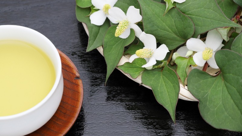 Tác hại của rau diếp cá - Ảnh hưởng đến chức năng thận