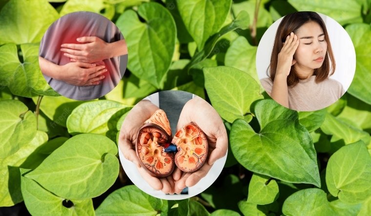 Tác hại của rau diếp cá: Những điều cần biết để dùng đúng cách