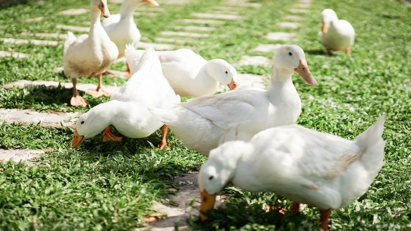 Dự báo và nhận định Dự báo và nhận định