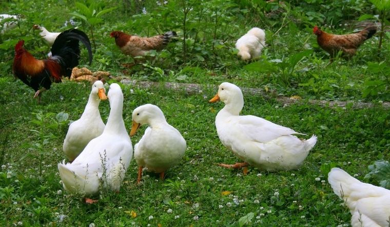 Giá gia cầm hôm nay 25/04/2025: Vịt biến động trái chiều