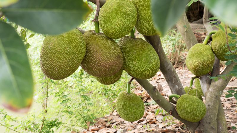 Nên trồng xen cây mít với cây gì? Nên trồng xen cây mít với cây gì?