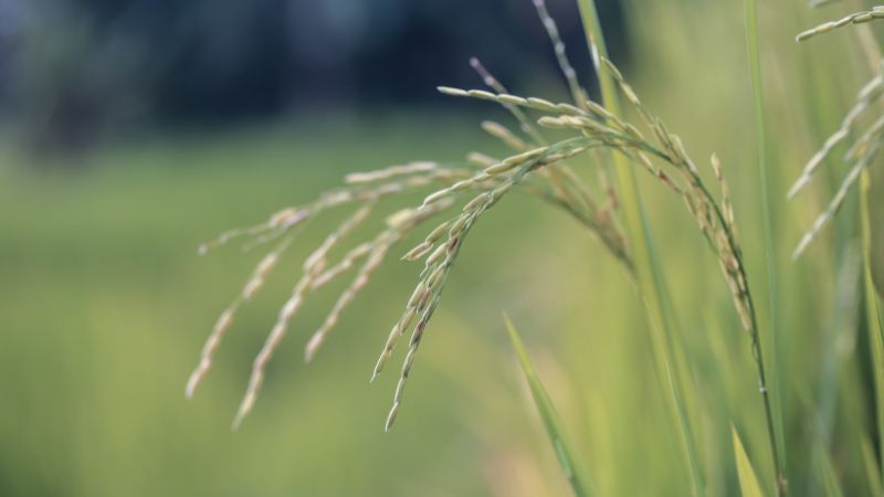 Giá lúa gạo trong nước hôm nay 25/4