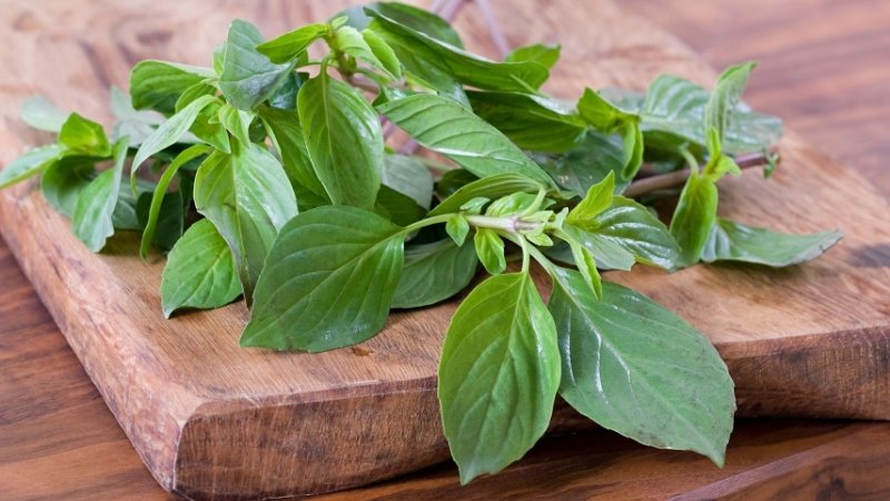 Cách chọn và sơ chế húng quế Cách chọn và sơ chế húng quế
