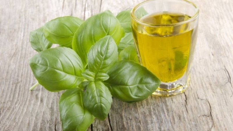 Nước rau húng quế là gì? Nước rau húng quế là gì?