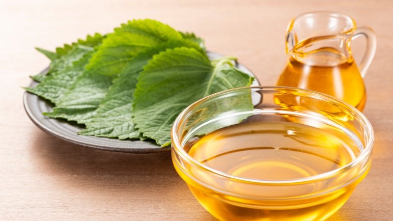 Lưu ý quan trọng khi uống nước lá tía tô làm đẹp