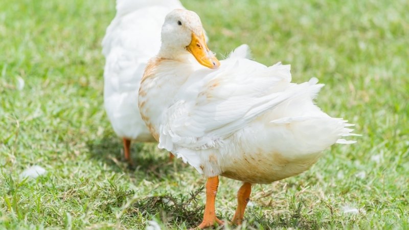 Giá vịt hôm nay 26/04 Giá vịt hôm nay 26/04