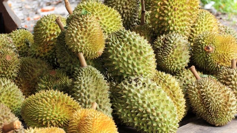 Giá sầu riêng hôm nay trong nước