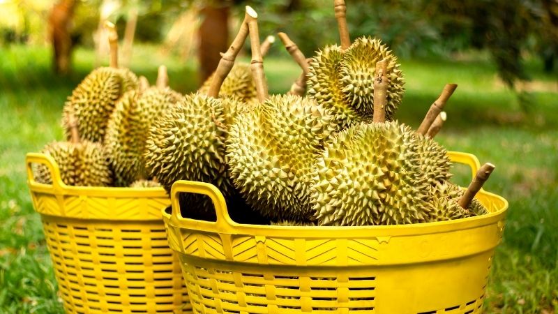 Tình hình thị trường quốc tế