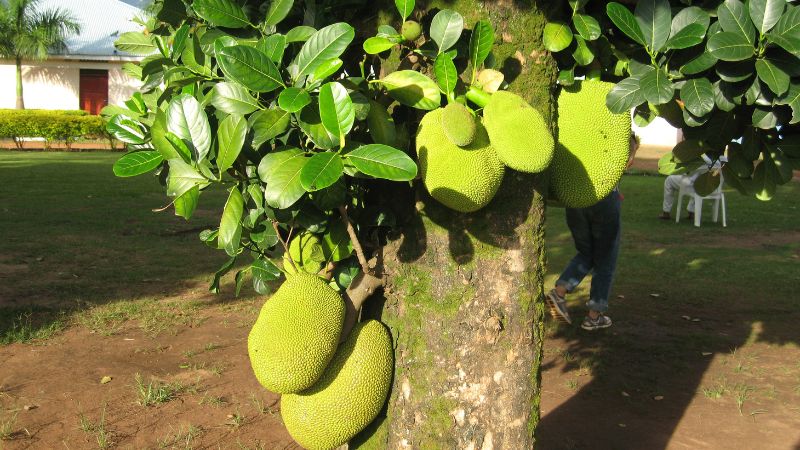 Cách phân biệt bông cái, bông gió trên cây mít Cách phân biệt bông cái, bông gió trên cây mít