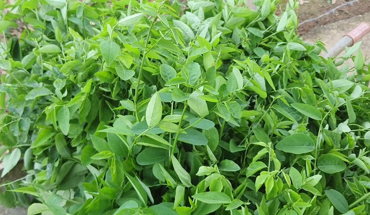 Ăn rau ngót có tác dụng gì? 9 tác dụng không ngờ của rau ngót
