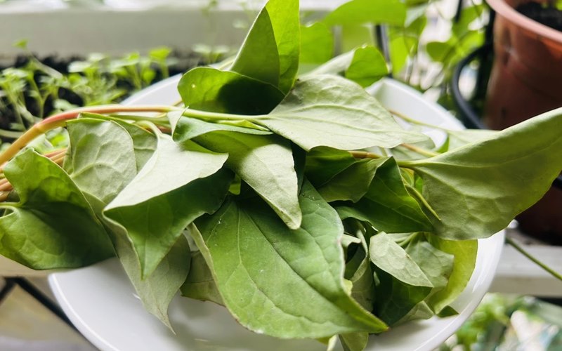 5 mẹo dùng rau diếp cá chữa trào ngược dạ dày