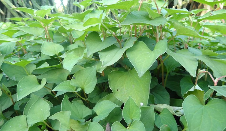 5 mẹo dùng rau diếp cá chữa trào ngược dạ dày
