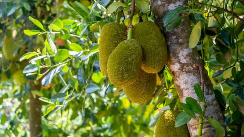 Lạm dụng thuốc hóa học có thể làm hại bông mít Thái Lạm dụng thuốc hóa học có thể làm hại bông mít Thái