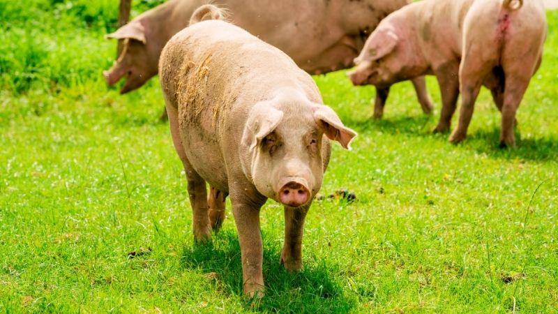 Dự báo và nhận định Dự báo và nhận định