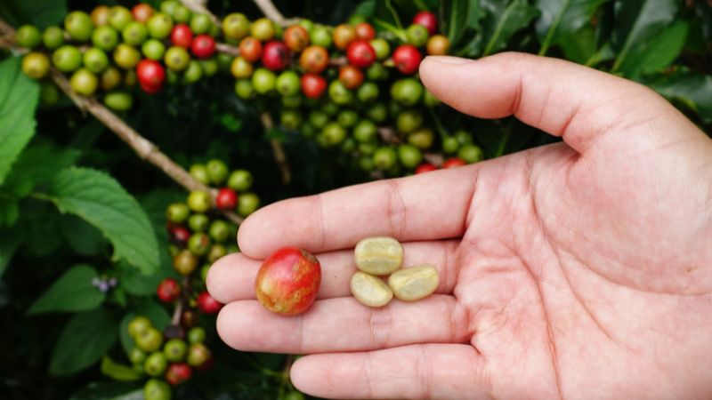 Nhận định về xu hướng giá cà phê trong thời gian tới Nhận định về xu hướng giá cà phê trong thời gian tới