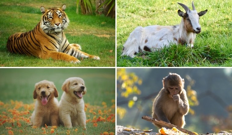 Tử vi ngày 29/04/2025 cho 12 con giáp: Công việc, tình cảm, tài lộc, sức khỏe