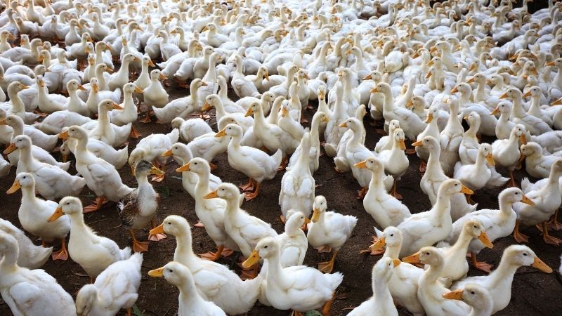 Yếu tố ảnh hưởng Yếu tố ảnh hưởng
