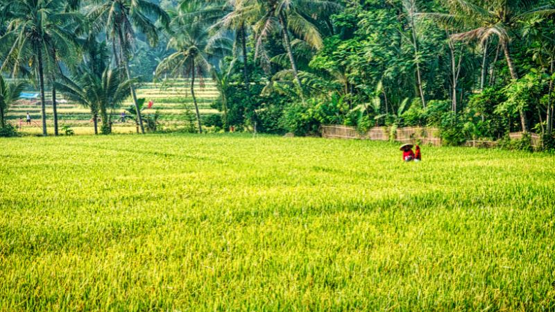 Giá lúa gạo trong nước hôm nay 03/5