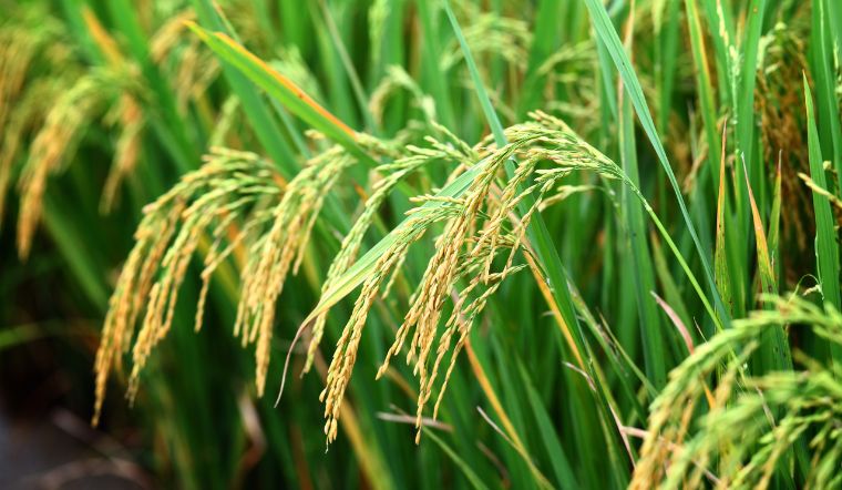 Giá lúa gạo hôm nay 03/5/2025: Đi ngang