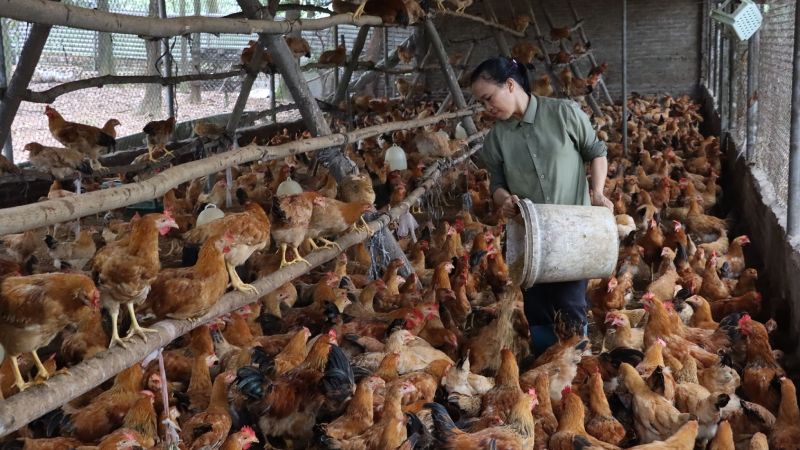 Dự báo và nhận định Dự báo và nhận định