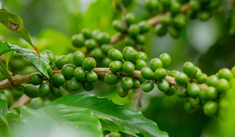 Giá cà phê hôm nay 05/5/2025: Đồng loạt giảm giá