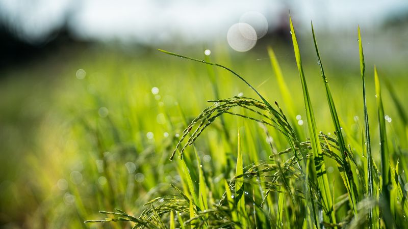 Giá lúa gạo trong nước hôm nay 5/5