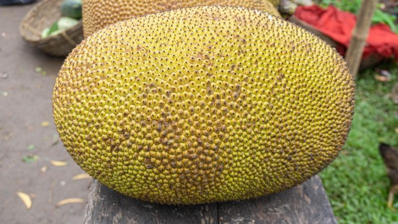 Trồng rau trai vườn mít Thái có lợi ích gì? Trồng rau trai vườn mít Thái có lợi ích gì?