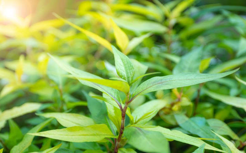 Những lưu ý quan trọng khi ăn rau răm