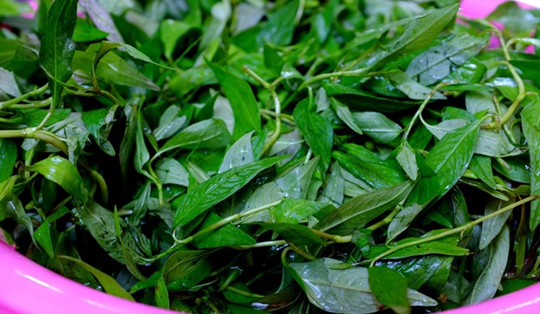 Ăn rau răm có tốt không? 6 công dụng từ rau răm nên biết