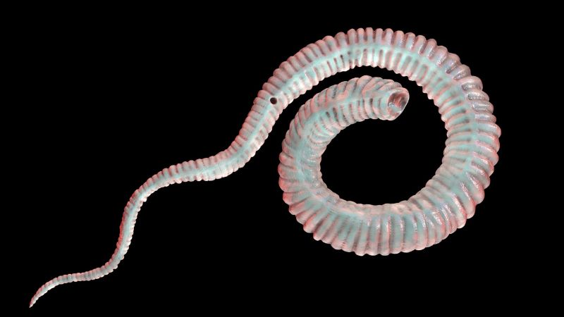 Giun rồng còn gọi là giun Guinea Giun rồng còn gọi là giun Guinea