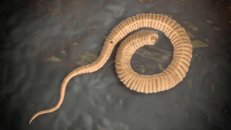 Cách thức gây bệnh của giun rồng Cách thức gây bệnh của giun rồng