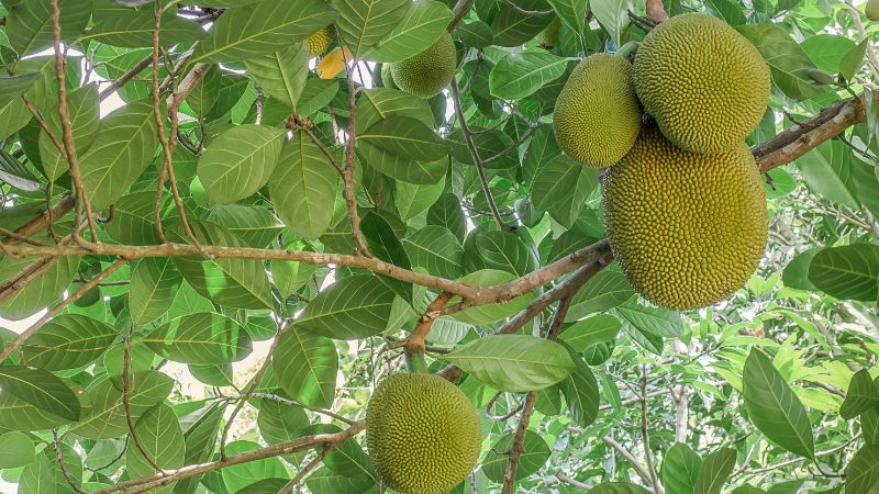 Nguyên nhân héo cuống mít Thái Nguyên nhân héo cuống mít Thái